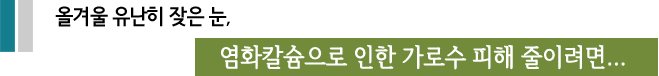 올겨울 유난히 잦은 눈, 염화칼슘으로 인한 가로수 피해 줄이려면...