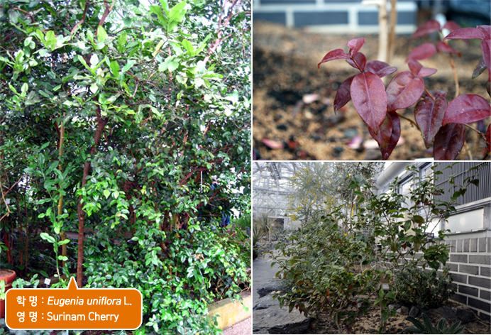 학 명 : Eugenia uniflora L. , 영 명 : Surinam Cherry 