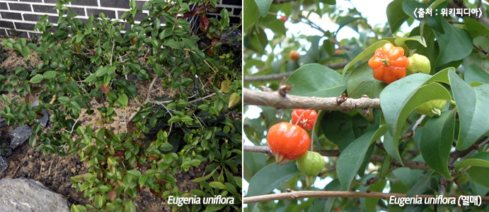 Eugenia uniflora, Eugenia uniflora (열매) <출처:위키디피아>