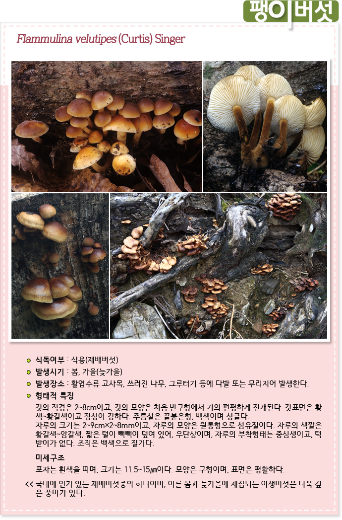 팽이버섯 Flammulina velutipes (Curtis) Singer  

식독여부 : 식용 (재배버섯)

발생시기 : 봄,가을 (늦가을)

발생장소 :  갓의 직경은 2~8cm이고, 갓의 모양은 처음 반구형에서 거의 편평하게 전개된다. 갓표면은 황
색~황갈색이고 점성이 강하다. 주름살은 끝붙은형, 백색이며 성글다. 
자루의 크기는 2~9cm×2~8mm이고, 자루의 모양은 원통형으로 섬유질이다. 자루의 색깔은 
황갈색~암갈색, 짧은 털이 빽빽이 덮여 있어, 우단상이며, 자루의 부착형태는 중심생이고, 턱
받이가 없다. 조직은 백색으로 질기다.

미세구조 :포자는 흰색을 띠며, 크기는 11.5~15㎛이다. 모양은 구형이며, 표면은 평활하다. 
* 국내에 인기 있는 재배버섯중의 하나이며, 이른 봄과 늦가을에 채집되는 야생버섯은 더욱 깊
은 풍미가 있다.
              
