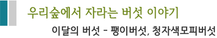 우리숲에서 자라는 버섯 이야기 이달의 버섯 - 팽이버섯, 청자색모피버섯