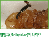 침벌과(Bethylidae)에 대하여