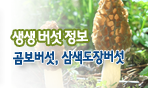 생생버섯정보 곰보버섯, 삼색도장버섯