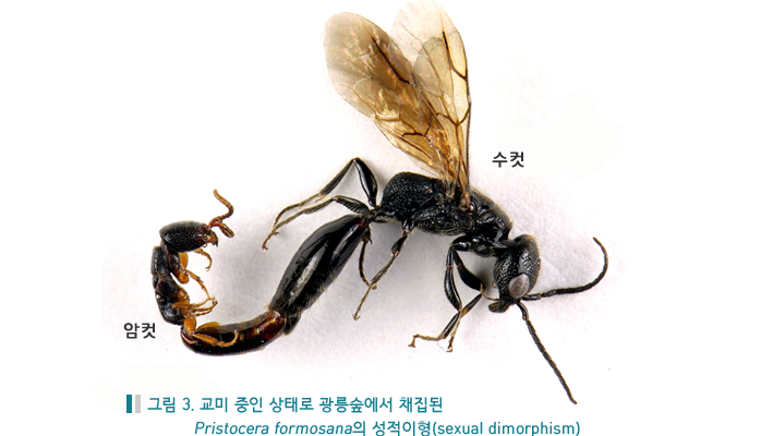 그림 3. 교미 중인 상태로 광릉숲에서 채집된 Pristocera formosana의 성적이형(sexual dimorphism), 암컷, 수컷