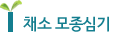 채소 모종심기