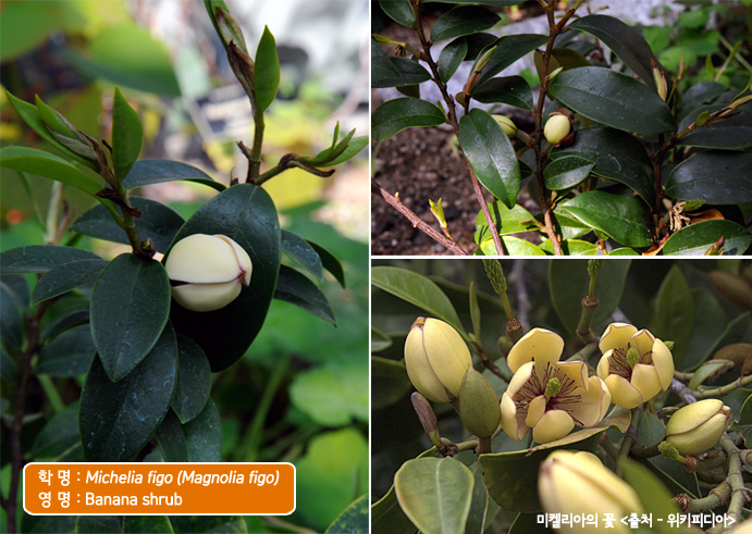 학 명 : Michelia figo (Magnolia figo), 영 명 : Banana shrub,미켈리아의 꽃 <출처 - 위키피디아>