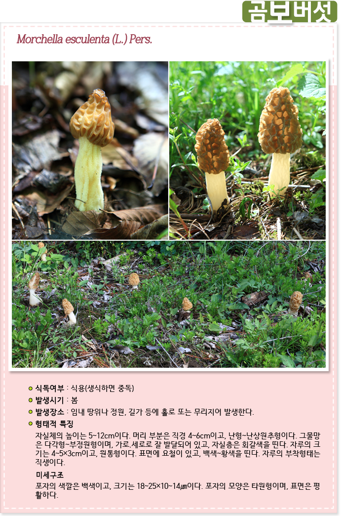 곰보버섯 Morchella esculenta (L.) Pers.
                                            식독여부 : 식용(생식하면 중독)
                                            발생시기 : 봄
                                            발생장소 : 임내 땅위나 정원, 길가 등에 홀로 또는 무리지어 발생한다.
                                            형태적 특징
											자실체의 높이는 5~12cm이다. 머리 부분은 직경 4~6cm이고, 난형~난상원추형이다. 그물망
                                            은 다각형~부정원형이며, 가로·세로로 잘 발달되어 있고, 자실층은 회갈색을 띤다. 자루의 크
                                            기는 4~5×3cm이고, 원통형이다. 표면에 요철이 있고, 백색~황색을 띤다. 자루의 부착형태는 
                                            직생이다.
                                            미세구조
                                            포자의 색깔은 백색이고, 크기는 18~25×10~14㎛이다. 포자의 모양은 타원형이며, 표면은 평활하다.