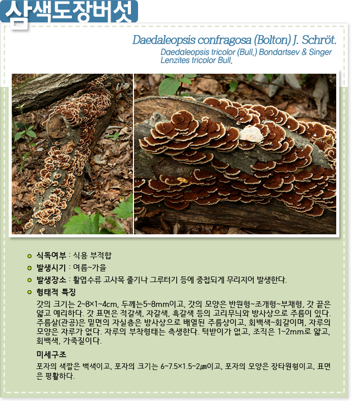 삼색도장버섯 aedaleopsis confragosa (Bolton) J. Schröt.
                                            식독여부 : 식용 부적합
                                            발생시기 : 여름~가을
                                            발생장소 : 활엽수류 고사목 줄기나 그루터기 등에 중첩되게 무리지어 발생한다.
                                                
                                            형태적 특징갓의 크기는 2~8×1~4cm, 두께는5~8mm이고, 갓의 모양은 반원형~조개형~부채형, 갓 끝은 
                                            얇고 예리하다. 갓 표면은 적갈색, 자갈색, 흑갈색 등의 고리무늬와 방사상으로 주름이 있다. 
                                            주름살(관공)은 밑면의 자실층은 방사상으로 배열된 주름상이고, 회백색~회갈이며, 자루의 
                                            모양은 자루가 없다. 자루의 부착형태는 측생한다. 턱받이가 없고, 조직은 1~2mm로 얇고, 
                                            회백색, 가죽질이다.
                                            미세구조
                                            포자의 색깔은 백색이고, 포자의 크기는 6~7.5×1.5~2㎛이고, 포자의 모양은 장타원형이고, 표면은 평활하다.