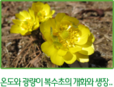 온도와 광량이 복수초의 개화와 생장..