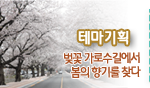 테마기획 벚꽃 가로수길에서 봄의 향기를 찾다