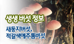 생생버섯정보 새둥지버섯, 적갈색애주름버섯