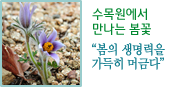 수목원에서 만나는 봄꽃 "봄의 생명력을 가득히 머금다"