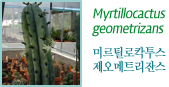 Myrtillocactus  미르틸로칵투스 제오매트리잔스