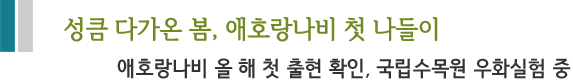 성큼 다가온 봄, 애호랑나비 첫 나들이 애호랑나비 올 해 첫 출현 확인, 국립수목원 우화실험 중
