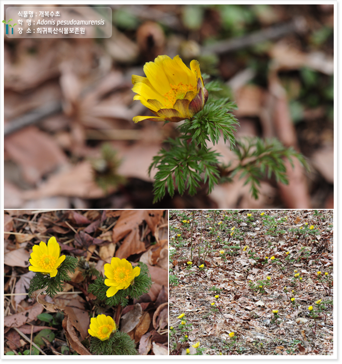 식물명 : 개복수초
학  명 : Adonis pesudoamurensis 
장  소 : 희귀특산식물보존원 