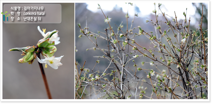 
식물명 : 길마가지나무
학   명 : Lonicera harai
장   소 : 난대온실 뒤