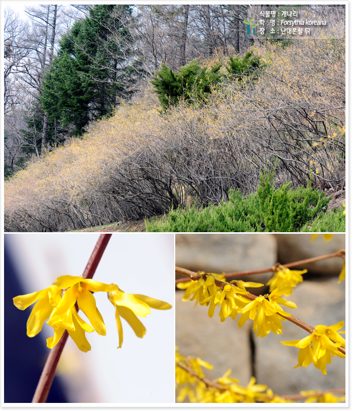 
식물명 : 개나리
학   명 : Forsythia koreana 
장   소 : 난대온실 뒤