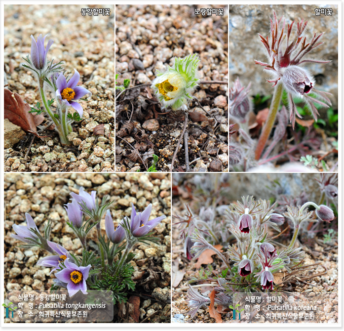 동강할미꽃, 노랑할미꽃, 할미꽃,

식물명 : 동강할미꽃
학   명 : Pulsatilla tongkangensis
장   소 : 희귀특산식물보존원

식물명 : 할미꽃
학   명 :  Pulsatilla koreana 
장   소 : 희귀특산식물보존원


