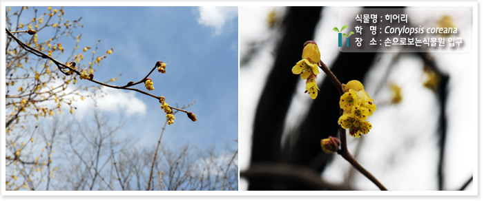 
식물명 : 히어리
학   명 : Corylopsis coreana 
장   소 : 손으로보는식물원 입구

