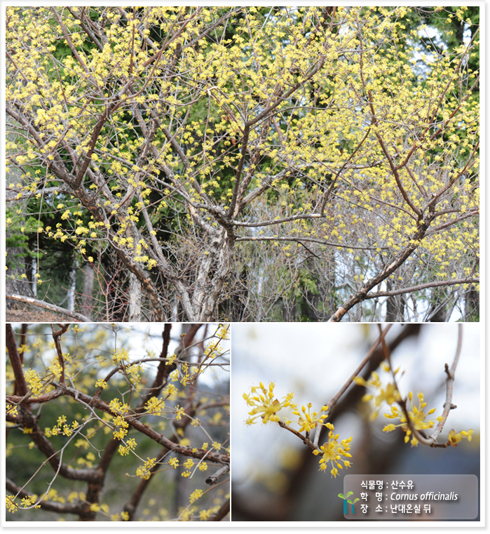 
식물명 : 산수유
학   명 : Cornus officinalis 
장   소 : 난대온실 뒤