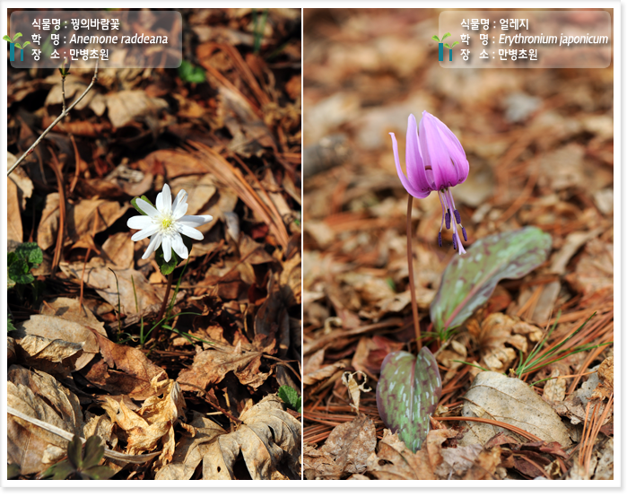 
식물명 : 꿩의바람꽃
학   명 : Anemone raddeana 
장   소 : 만병초원

식물명 : 얼레지
학   명 : Erythronium japonicum 
장   소 : 만병초원