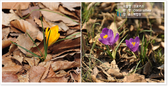 
식물명 : 크로커스
학   명 : Crocus sativus 
장   소 : 백합원