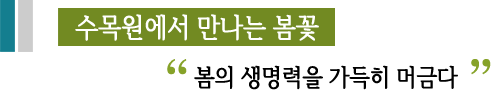 수목원에서 만나는 봄꽃 봄의 생명력을 가득히 머금다