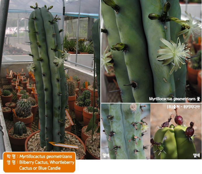 학 명 : Myrtillocactus geometrizans
영 명 : Bilberry Cactus, Whortleberry Cactus or Blue Candle