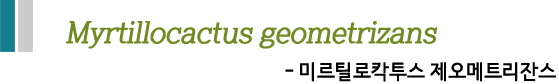 Myrtillocactus geometrizans - 미르틸로칵투스 제오메트리잔스 