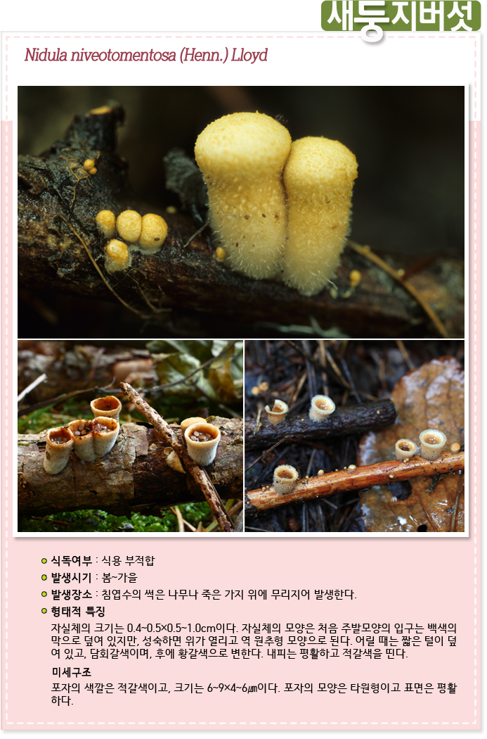 새둥지버섯 Nidula niveotomentosa (Henn.) Lloyd

식독여부 : 식용 부적합

발생시기 : 봄 ~ 가을

발생장소 :  침엽수의 썩은 나무나 죽은 가지 위에 무리지어 발생한다.

형태적특징 : 자실체의 크기는 0.4~0.5×0.5~1.0cm이다. 자실체의 모양은 처음 주발모양의 입구는 백색의 
막으로 덮여 있지만, 성숙하면 위가 열리고 역 원추형 모양으로 된다. 어릴 때는 짧은 털이 덮
여 있고, 담회갈색이며, 후에 황갈색으로 변한다. 내피는 평활하고 적갈색을 띤다.

미세구조 : 포자의 색깔은 적갈색이고, 크기는 6~9×4~6㎛이다. 포자의 모양은 타원형이고 표면은 평활
하다.