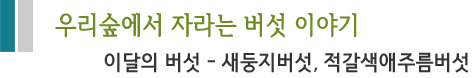 우리숲에서 자라는 버섯 이야기 이달의 버섯 - 새둥지버섯, 적갈색애주름버섯