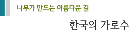 나무가 만드는 아름다운 길 한국의 가로수