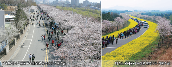 서울특별시 영등포구 여의서로 왕벚나무 가로수길, 제주도 서귀포시 녹산로 왕벚나무 가로수길