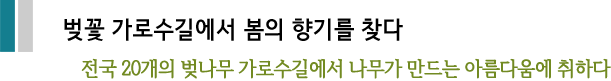 벚꽃 가로수길에서 봄의 향기를 찾다
전국 20개의 벚나무 가로수길에서 나무가 만드는 아름다움에 취하다