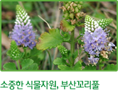 소중한 식물자원, 부산꼬리풀