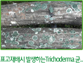 표고재배시 발생하는Trichoderma 균..