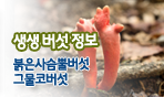 생생버섯정보 붉은사슴뿔버섯, 그물코버섯