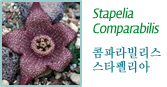 Stapelia Comparabilis -콤파라빌리스 스타펠리아-