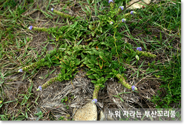 누워 자라는 부산꼬리풀