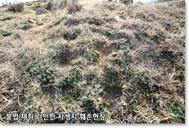 불법 채위로 인한 자생지 훼손현장