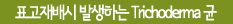표고재배시 발생하는 Trichoderma 균