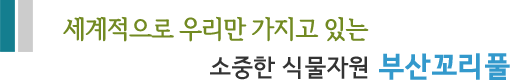 세계적으로 우리만 가지고 있는  소중한 식물자원 부산꼬리풀