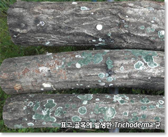 표고 골목에 발생한 Trichoderma 균