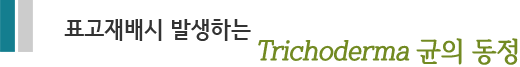 표고재배시 발생하는 Trichoderma 균의 동정