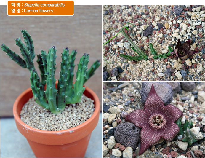 학 명 : Stapelia comparabilis
영 명 : Carrion flowers