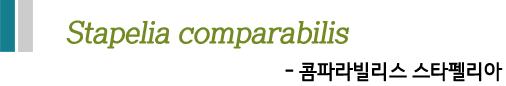 Stapelia comparabilis -콤파라빌리스 스타펠리아-