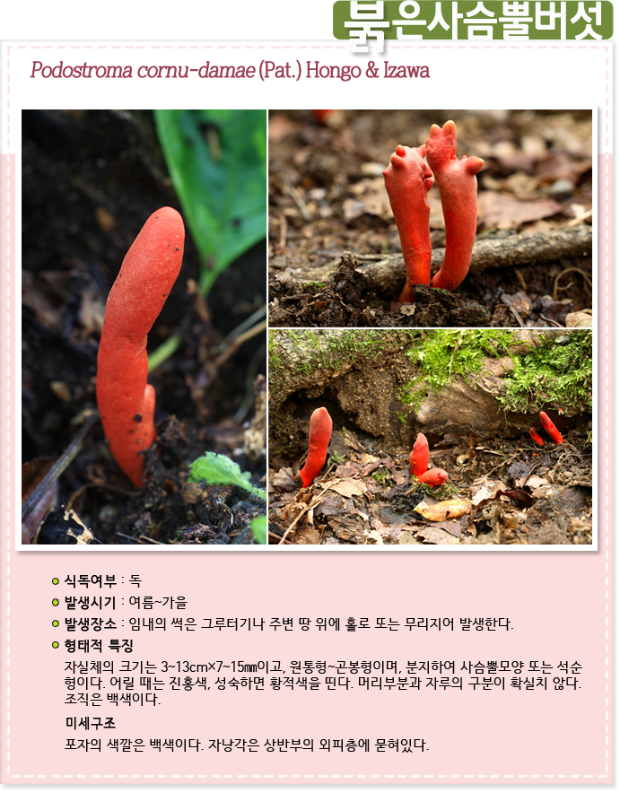 붉은사슴뿔버섯 Podostroma cornu-damae (Pat.) Hongo & Izawa

식독여부 : 독

발생시기 : 여름 ~ 가을

발생장소 :  임내의 썩은 그루터기나 주변 땅 위에 홀로 또는 무리지어 발생한다.

형태적특징 : 자실체의 크기는 3~13cm×7~15㎜이고, 원통형~곤봉형이며, 분지하여 사슴뿔모양 또는 석순
형이다. 어릴 때는 진홍색, 성숙하면 황적색을 띤다. 머리부분과 자루의 구분이 확실치 않다. 
조직은 백색이다.

미세구조 : 포자의 색깔은 백색이다. 자낭각은 상반부의 외피층에 묻혀있다. 