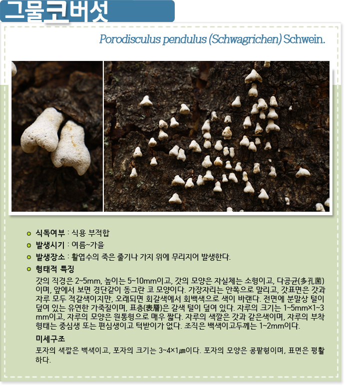 그물코버섯 Porodisculus pendulus (Schwagrichen) Schwein.
식독여부 : 식용부적합

발생시기 : 여름 ~ 가을

발생장소 : 활엽수의 죽은 줄기나 가지 위에 무리지어 발생한다.

형태적특징 : 갓의 직경은 2~5mm, 높이는 5~10mm이고, 갓의 모양은 자실체는 소형이고, 다공균(多孔菌)
이며, 앞에서 보면 경단같이 동그란 코 모양이다. 가장자리는 안쪽으로 말리고, 갓표면은 갓과
자루 모두 적갈색이지만, 오래되면 회갈색에서 회백색으로 색이 바랜다. 전면에 분말상 털이 
덮여 있는 유연한 가죽질이며, 표층(表層)은 갈색 털이 덮여 있다. 자루의 크기는 1~5mm×1~3
mm이고, 자루의 모양은 원통형으로 매우 짧다. 자루의 색깔은 갓과 같은색이며, 자루의 부착
형태는 중심생 또는 편심생이고 턱받이가 없다. 조직은 백색이고두께는 1~2mm이다.

미세구조 : 포자의 색깔은 백색이고, 포자의 크기는 3~4×1㎛이다. 포자의 모양은 콩팥형이며, 표면은 평활
하다.
                                        