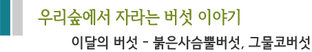 우리숲에서 자라는 버섯 이야기 이달의 버섯 - 붉은사슴뿔버섯, 그물코버섯