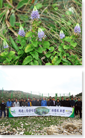 희귀 · 특산식물 ‘부산꼬리풀’ 